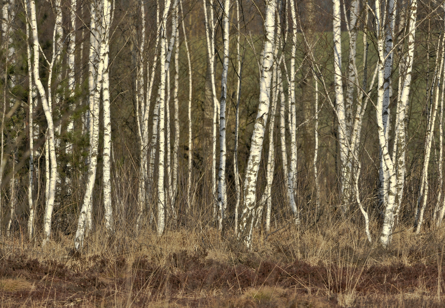 Birken im Moor