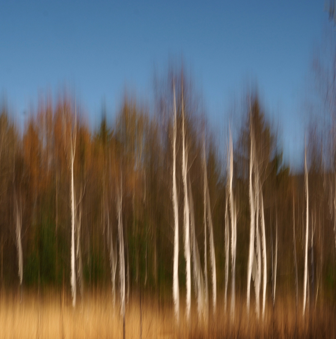 Birken im Moor