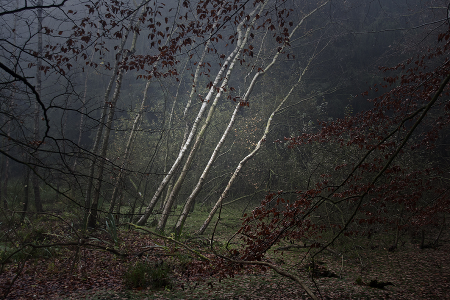 Birken im Moor