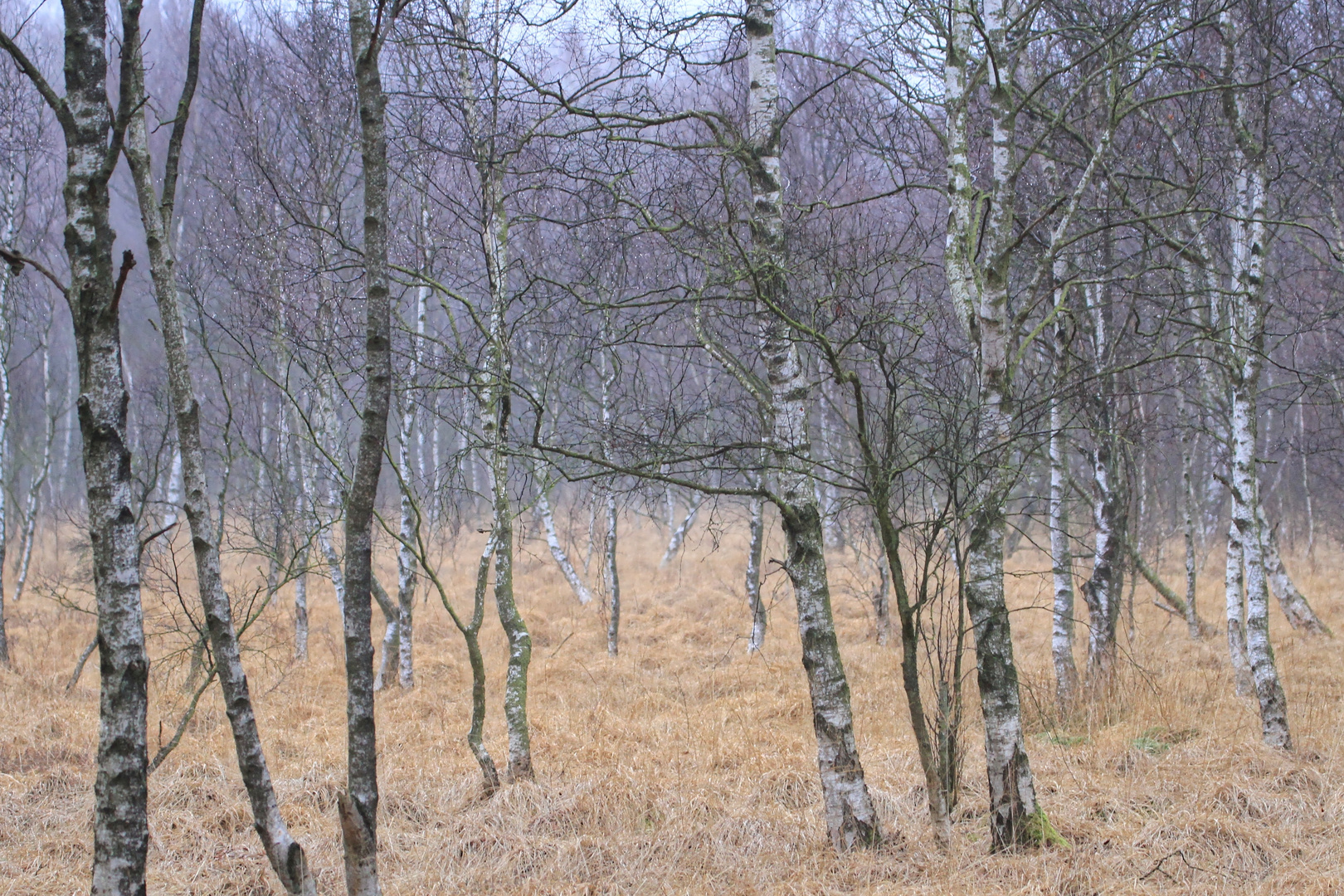 Birken im Moor am Nebelmorgen  -  birch trees in moor on foggy morning 