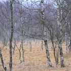 Birken im Moor am Nebelmorgen  -  birch trees in moor on foggy morning 