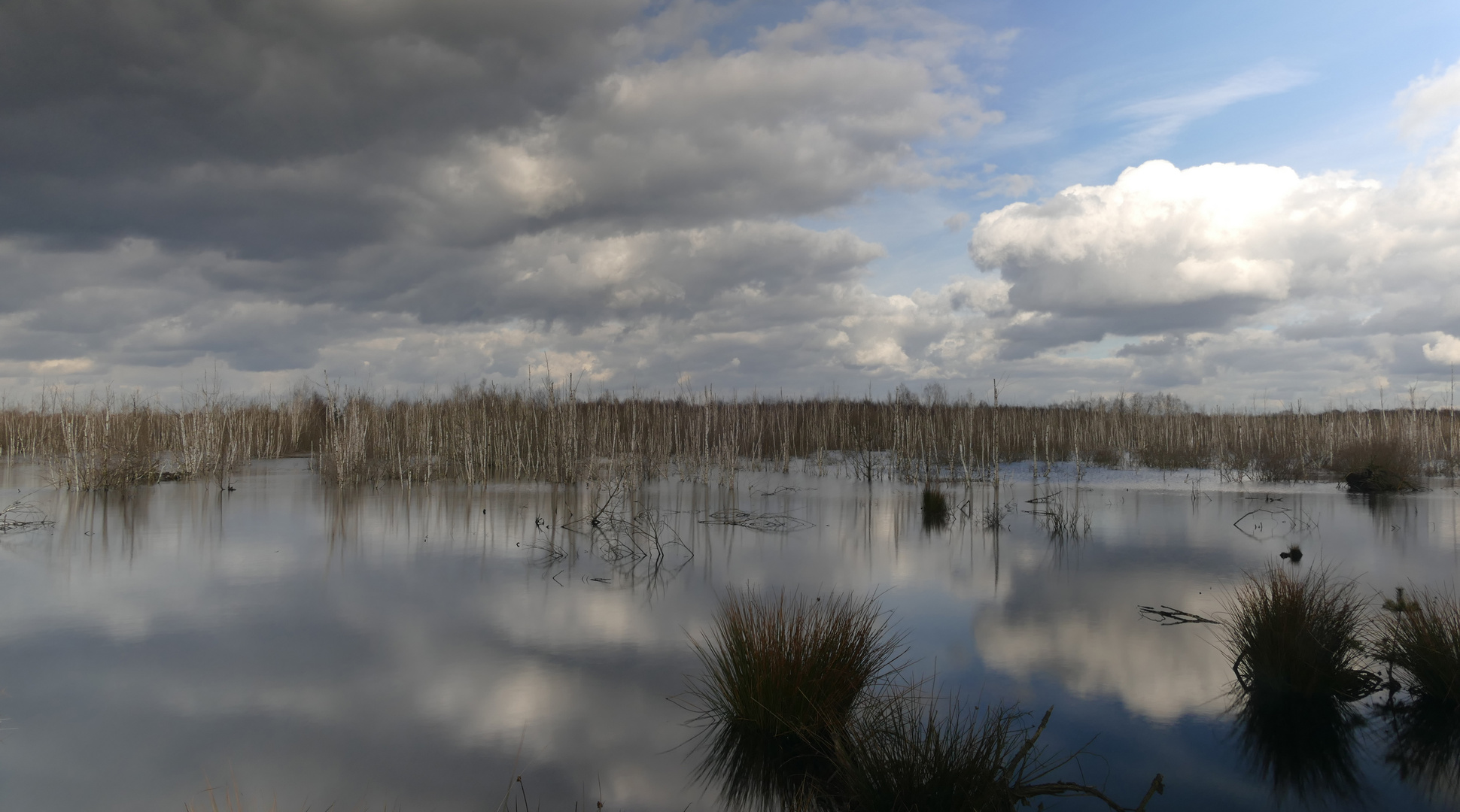 Birken im Moor am Steinhuder Meer