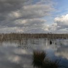 Birken im Moor am Steinhuder Meer