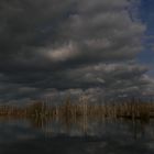 Birken im Moor am Steinhuder Meer