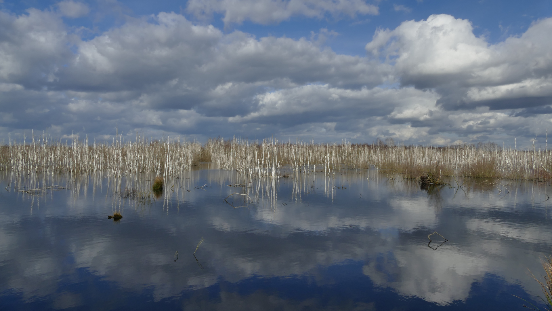 Birken im Moor am Steinhuder Meer