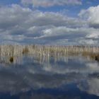 Birken im Moor am Steinhuder Meer