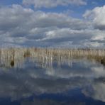 Birken im Moor am Steinhuder Meer