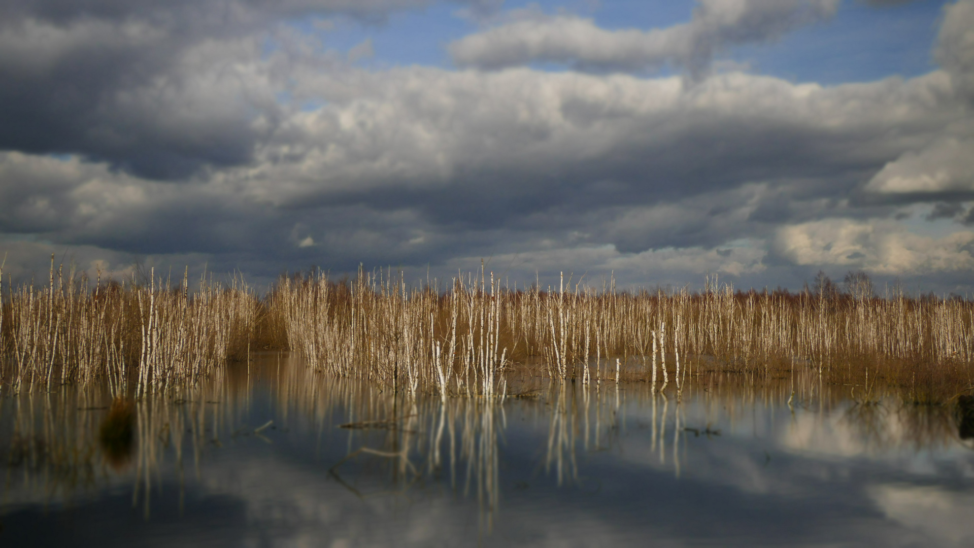 Birken im Moor am Steinhuder Meer