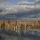 Birken im Moor am Steinhuder Meer