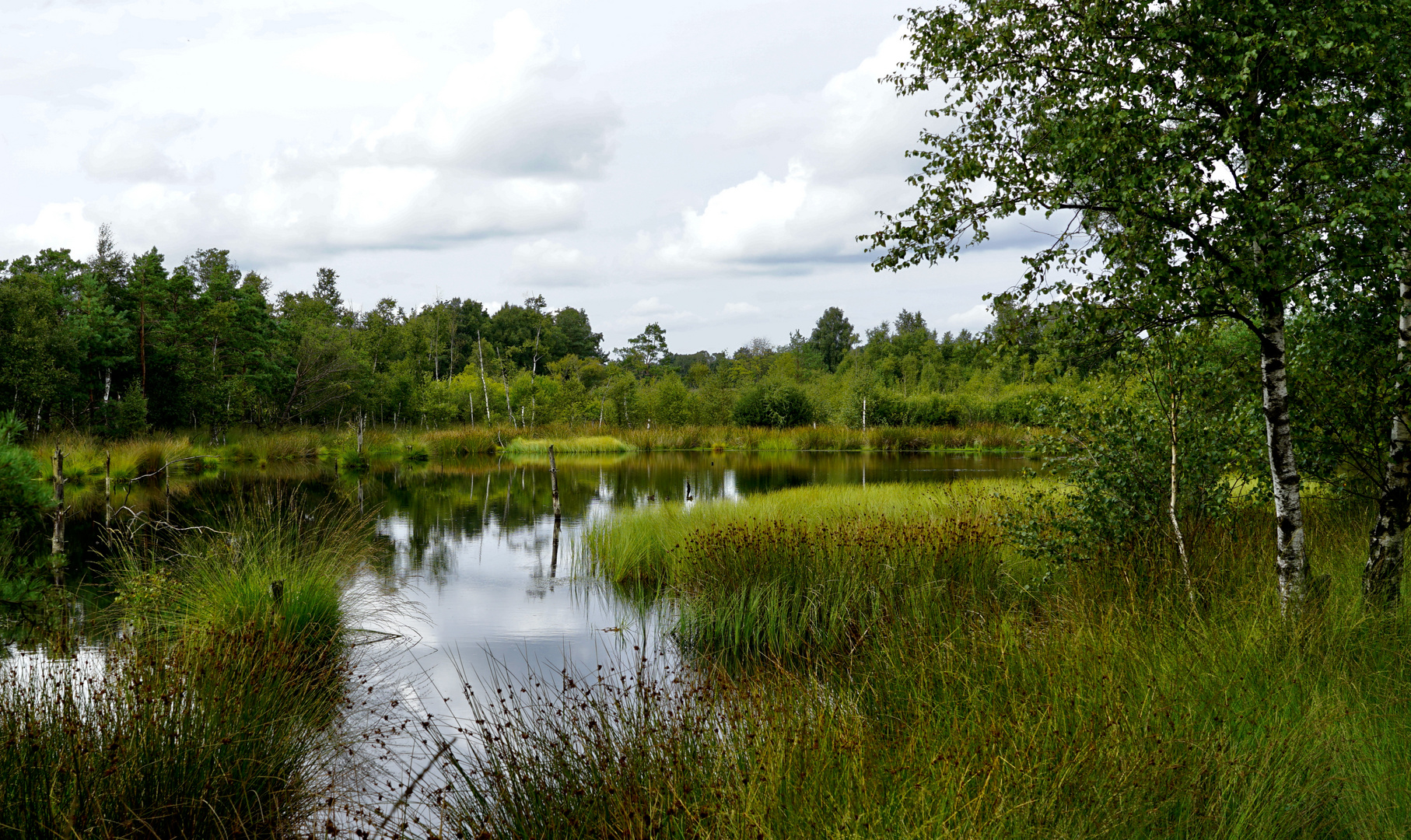 Birken im Moor / Das Moor lebt ...