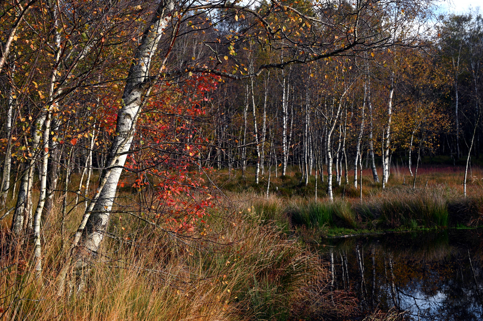 Birken im Moor