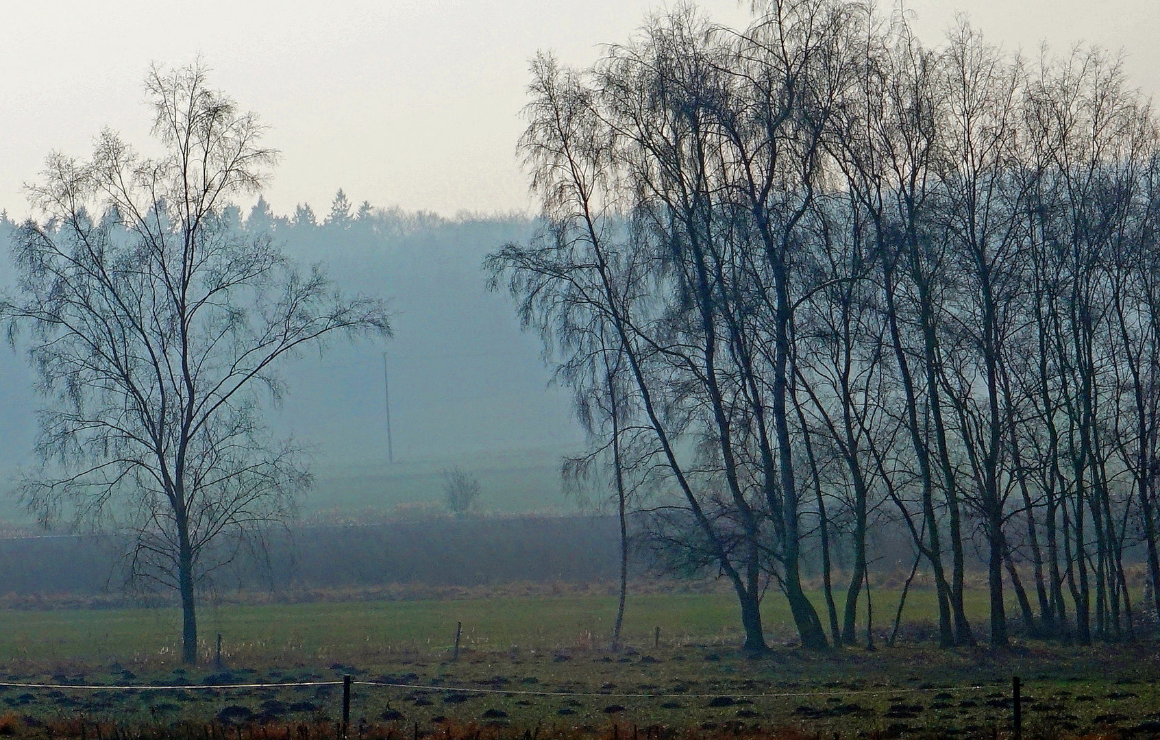 Birken im Morgendunst des Februar