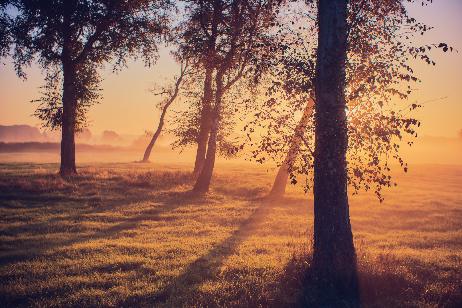 Birken im Morgenlicht