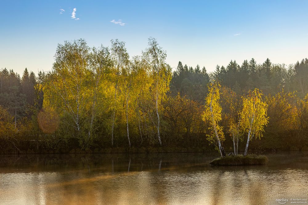 Birken im Morgenlicht