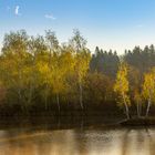 Birken im Morgenlicht