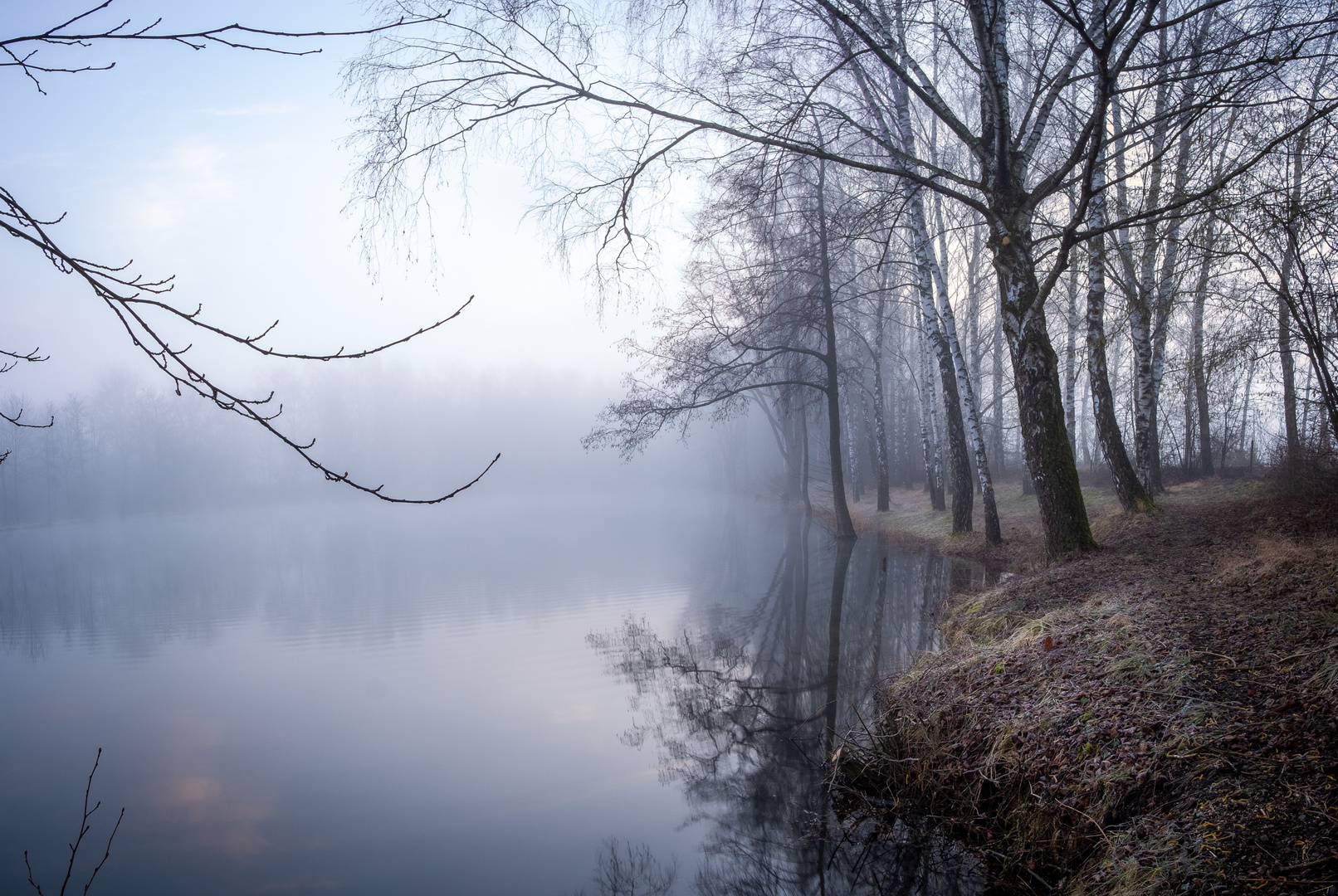 Birken im Nebel