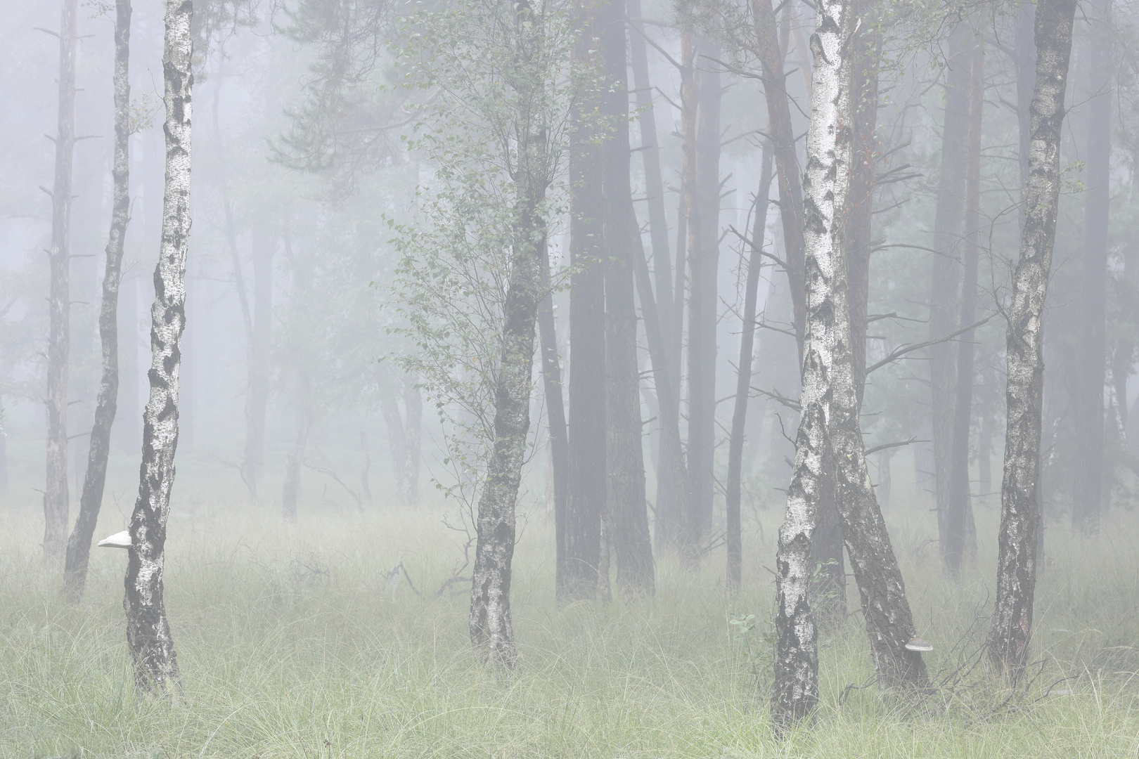 Birken im Nebel