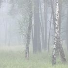 Birken im Nebel