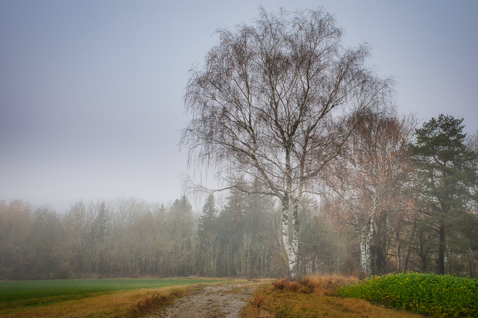 Birken im Nebel