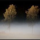 Birken im Nebel 