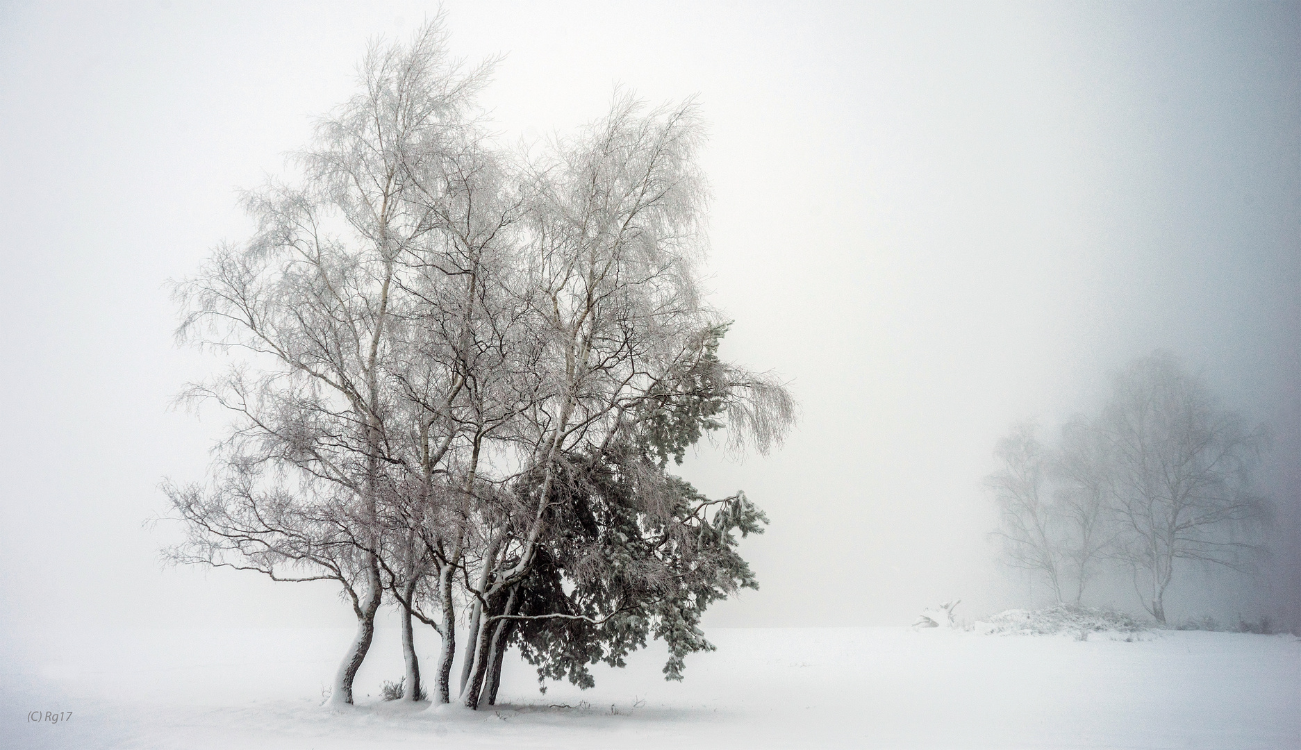 birken im nebel