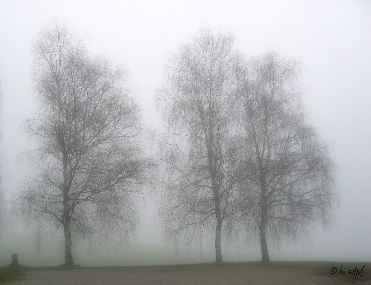 Birken im Nebel