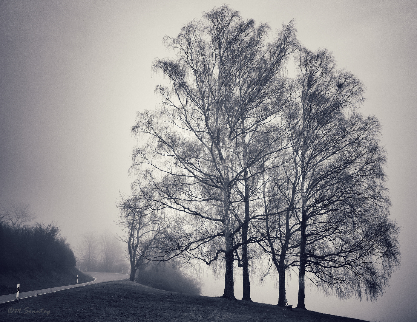 Birken im Nebel