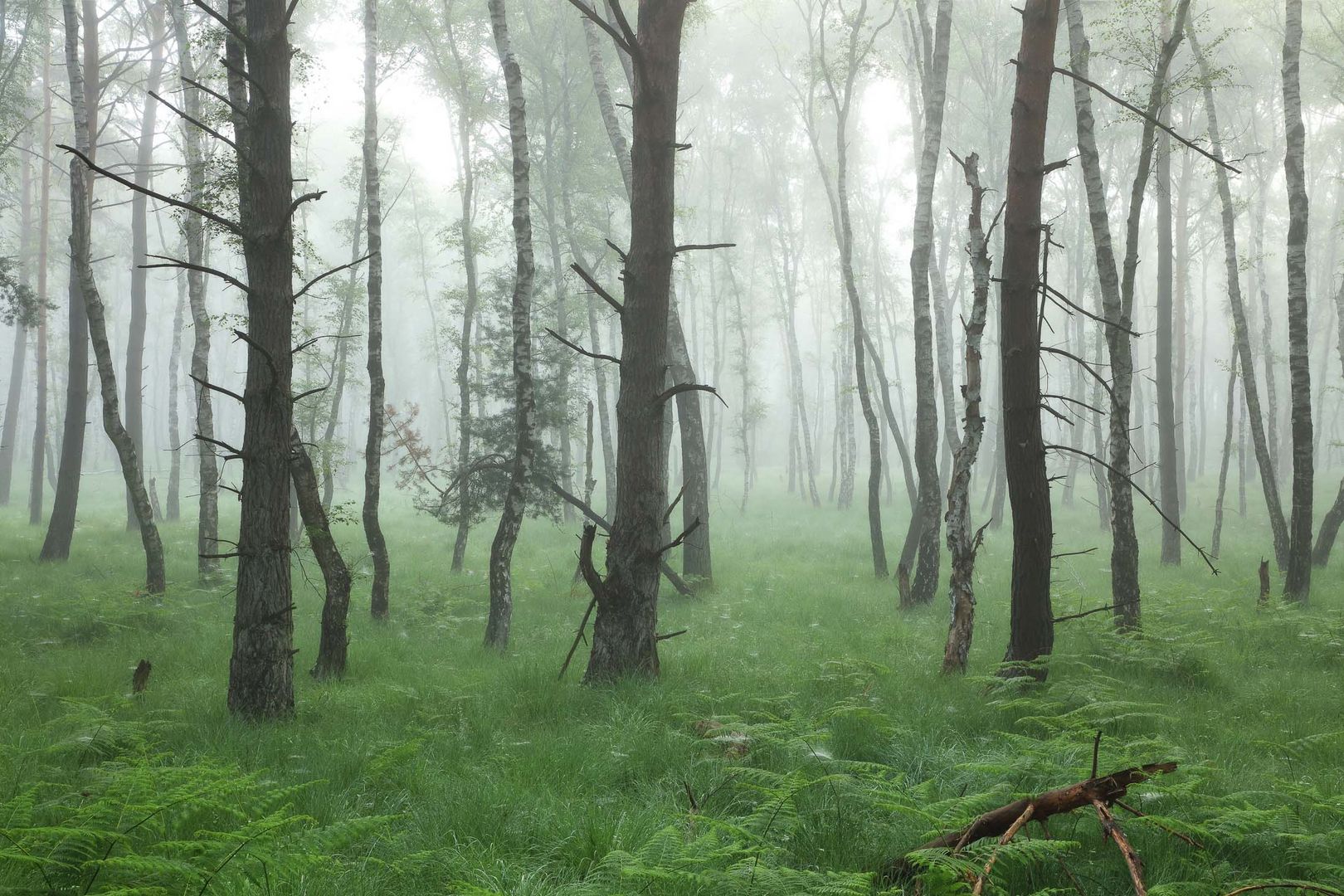 Birken im Nebel