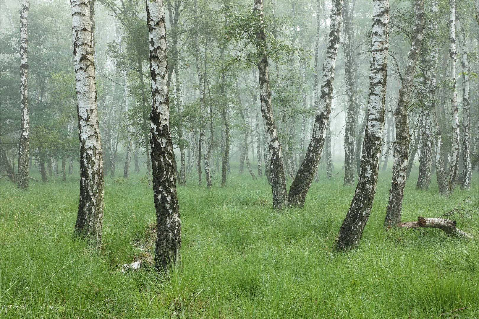 Birken im Nebel