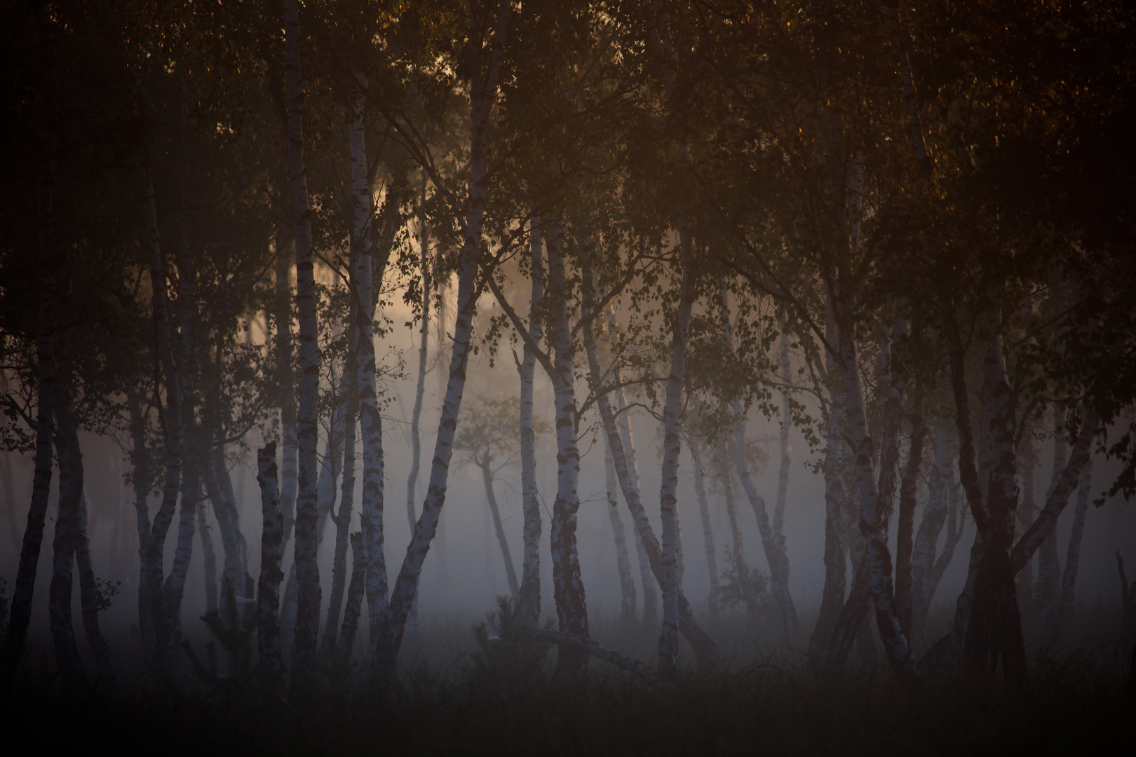 Birken im Nebel