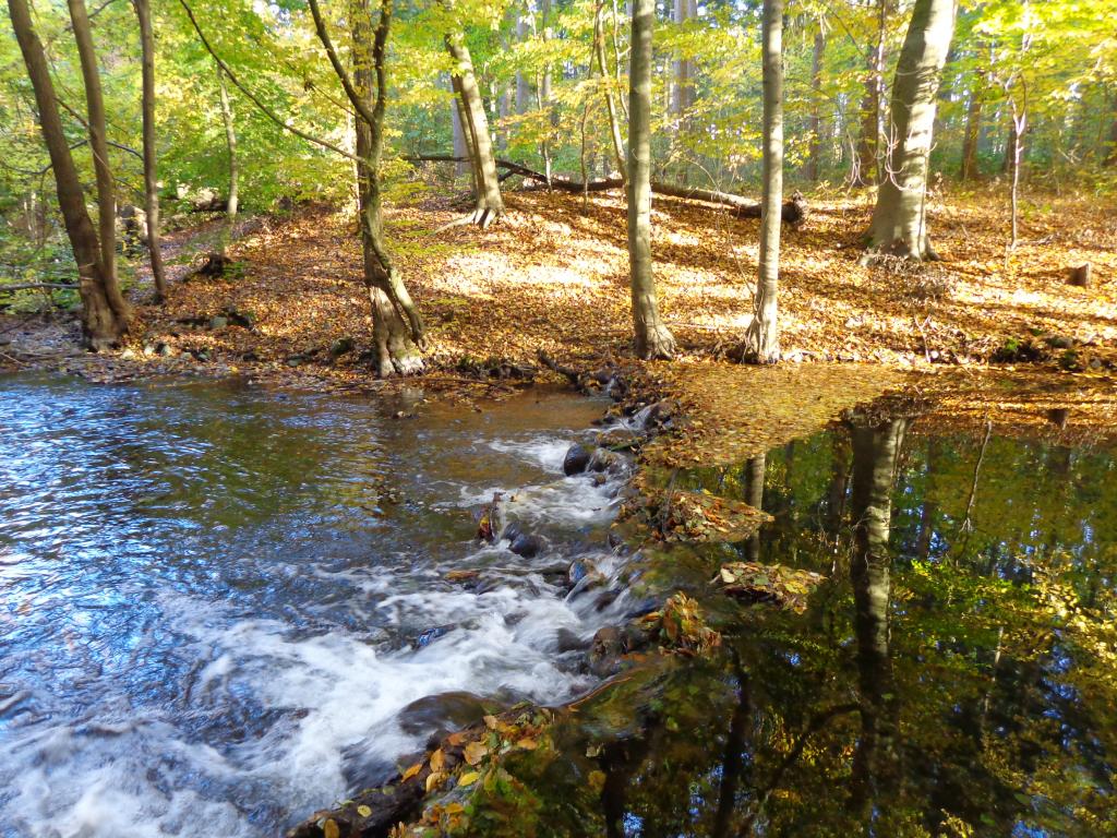 Birken im Nebeltal bei Serrahn am Krakower See (Mecklenburg)