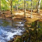 Birken im Nebeltal bei Serrahn am Krakower See (Mecklenburg)