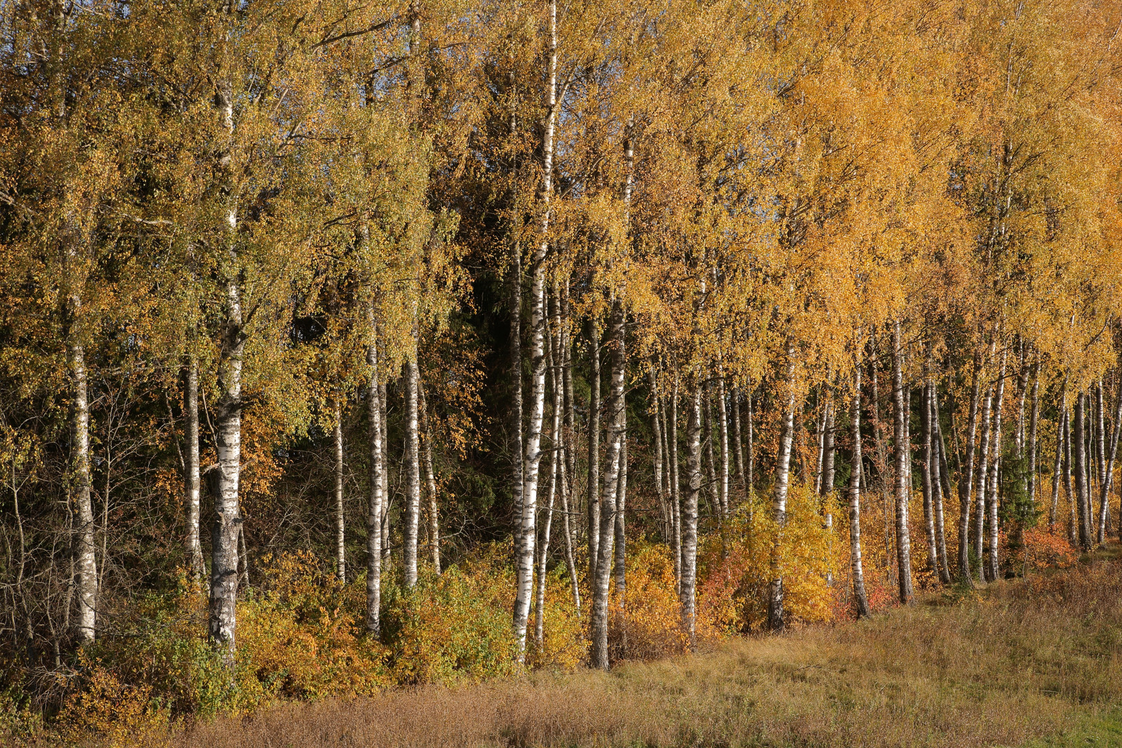 Birken im Oktober