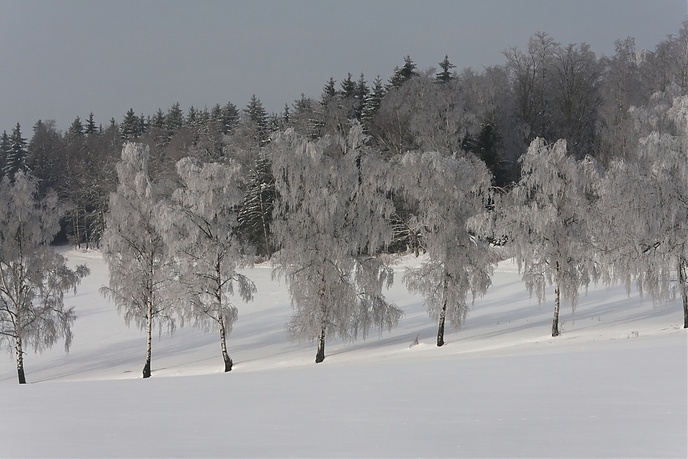 Birken im Rauhreif