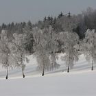 Birken im Rauhreif