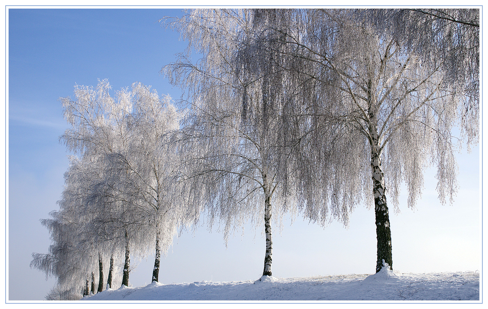 Birken im Raureif