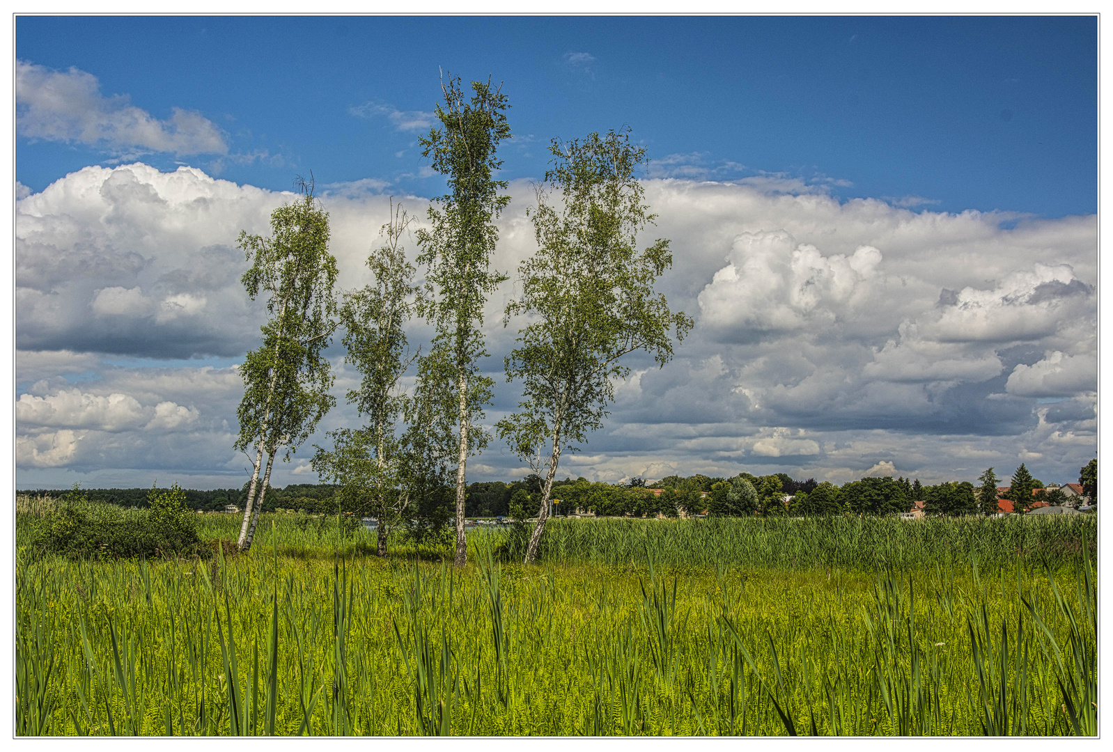 Birken im Schilf