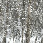 Birken im Schnee