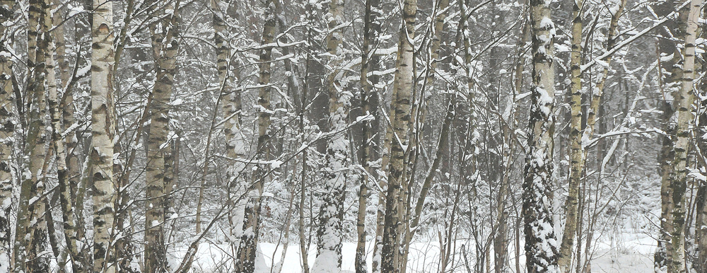 Birken im Schnee