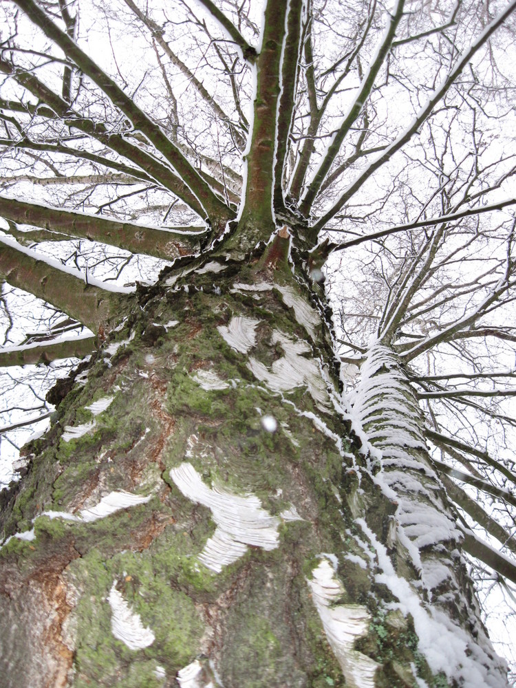 Birken im Schnee