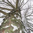 Birken im Schnee