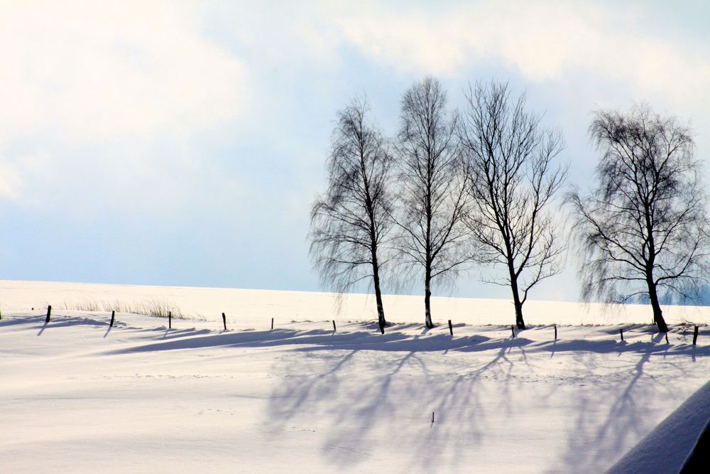 Birken im Schnee