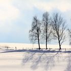 Birken im Schnee