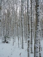 Birken im Schnee