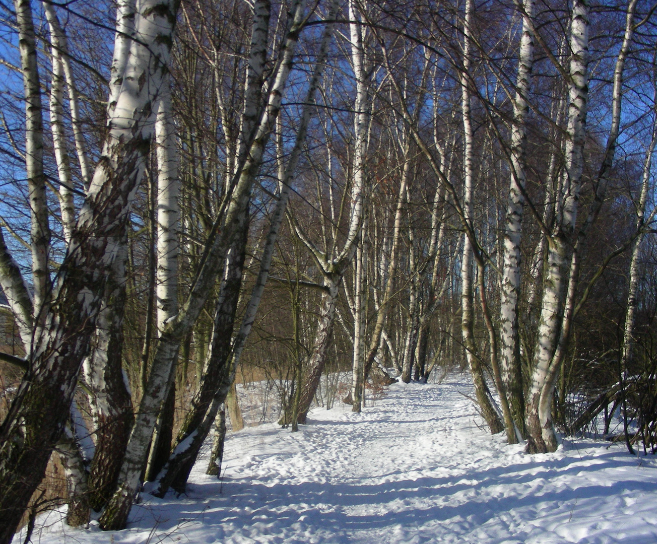 Birken im Schnee