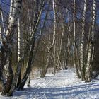 Birken im Schnee