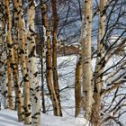 Birken im Schnee