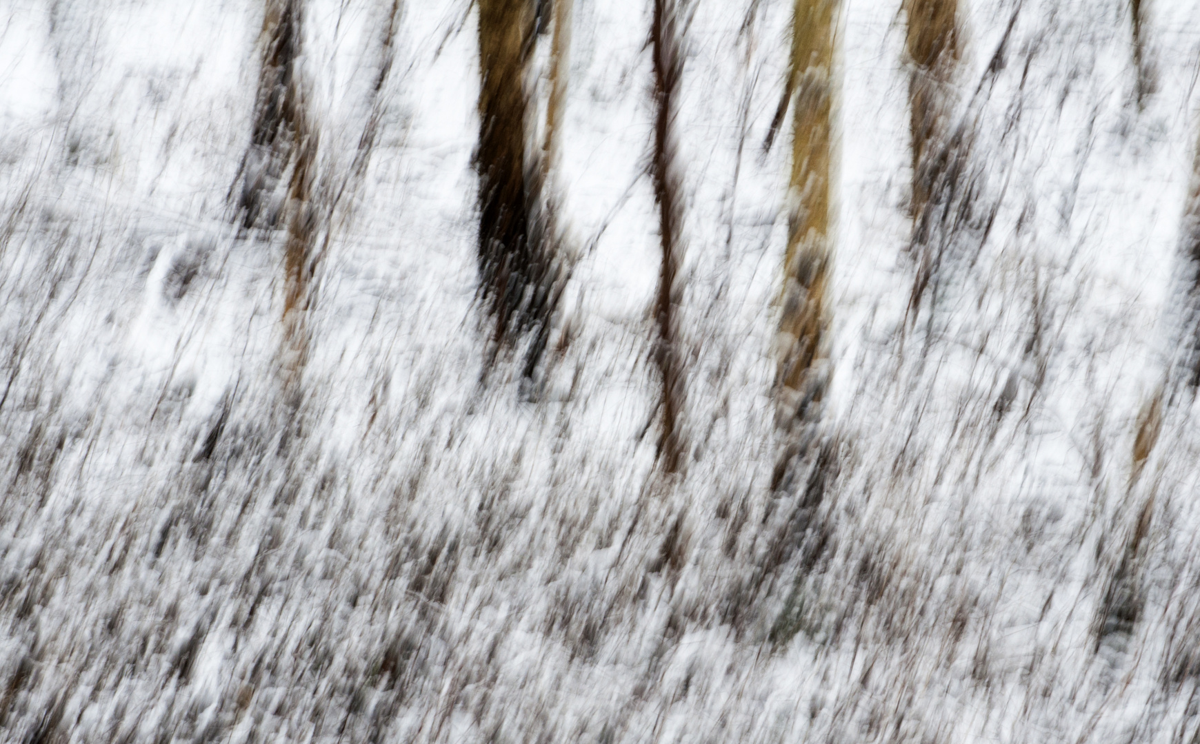 Birken im Schnee