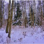 Birken im Schnee (abedules en la nieve)