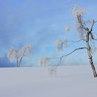 Birken im Schnee